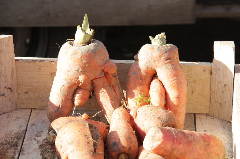 В Симферополе в пятый раз прошла осенняя ярмарка