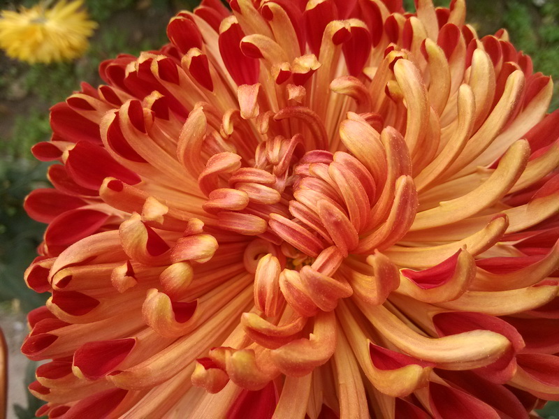 В Никитском ботаническом саду завершился «Бал хризантем»