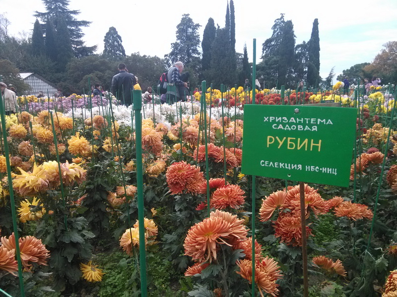 В Никитском ботаническом саду завершился «Бал хризантем»