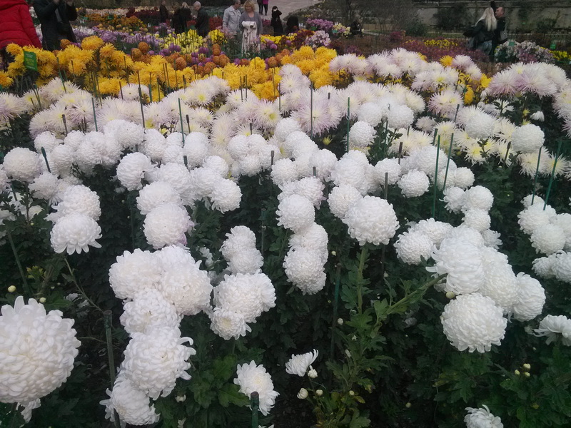 В Никитском ботаническом саду завершился «Бал хризантем»