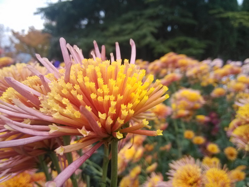 В Никитском ботаническом саду завершился «Бал хризантем»