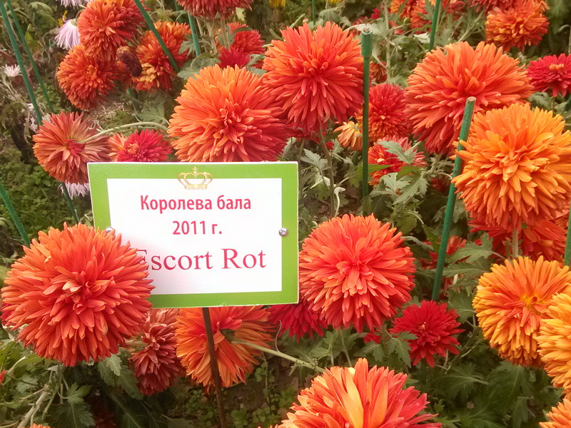 В Никитском ботаническом саду завершился «Бал хризантем»