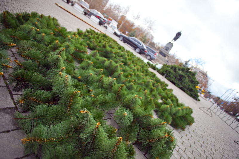 В Севастополе устанавливают 15-метровую елку