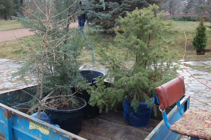 В ботаническом саду в Симферополе посадили деревья