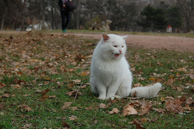 В ботаническом саду в Симферополе посадили деревья