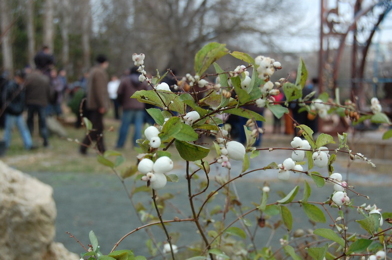 В ботаническом саду в Симферополе посадили деревья