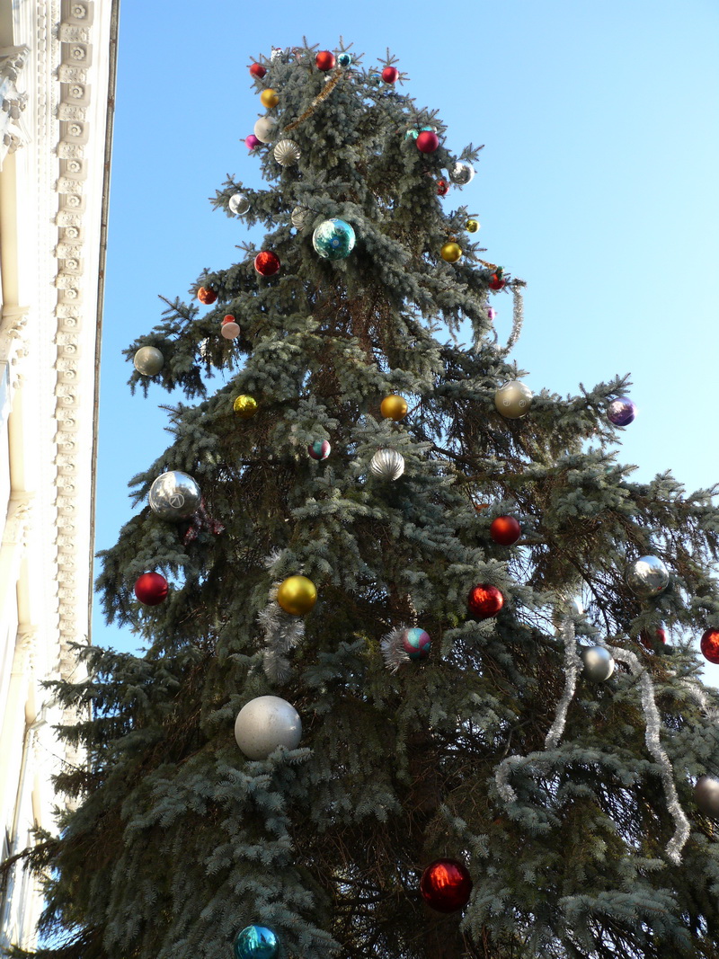 В Симферополе нарядили живую елку