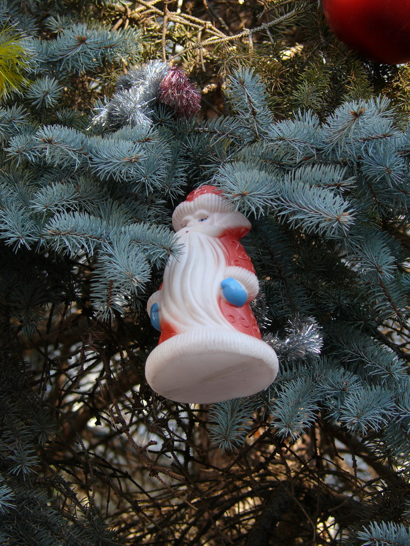 В Симферополе нарядили живую елку