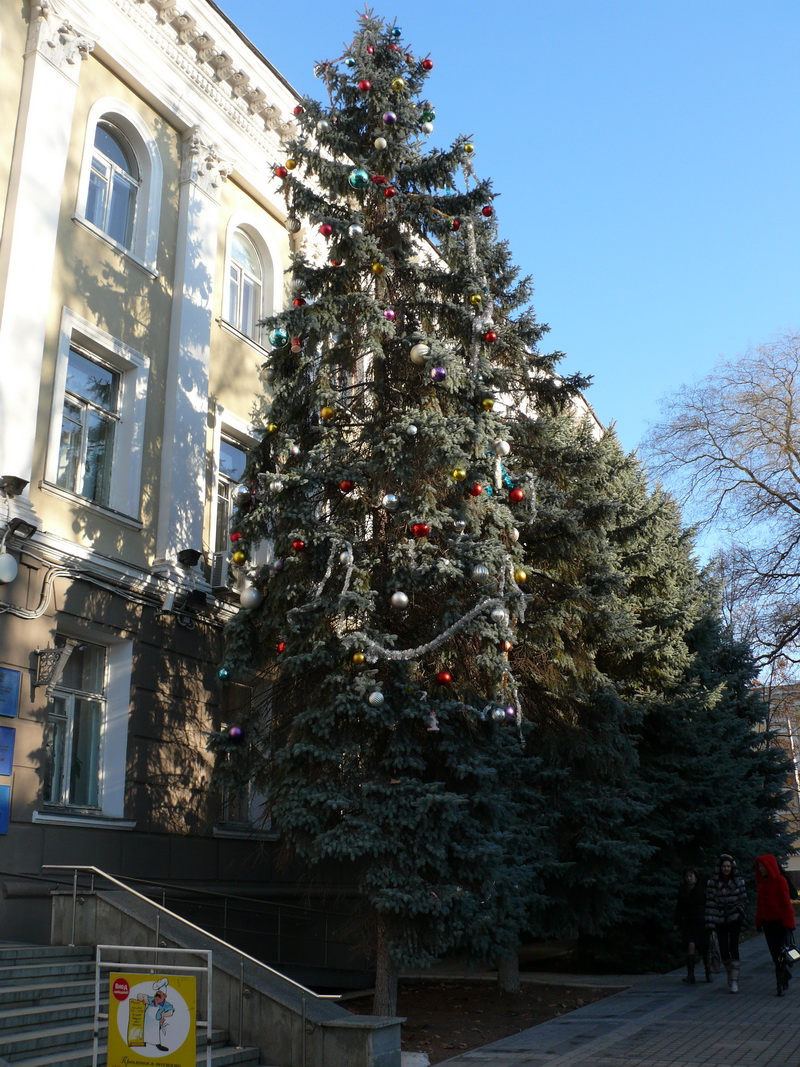 В Симферополе нарядили живую елку