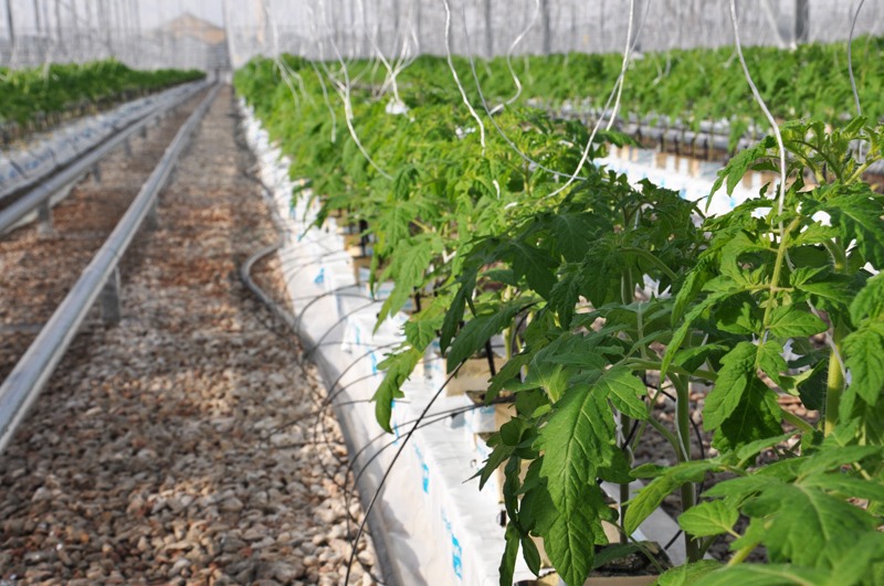 В Крыму открыли новый тепличный комплекс