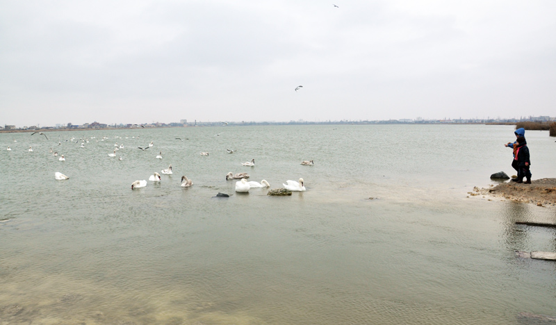 Под Евпаторией зимуют лебеди