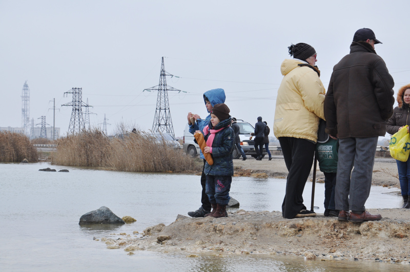Под Евпаторией зимуют лебеди