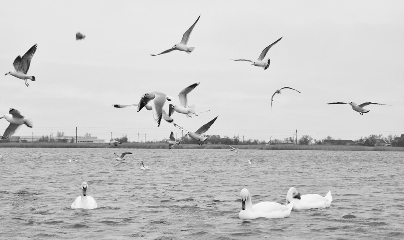 Под Евпаторией зимуют лебеди