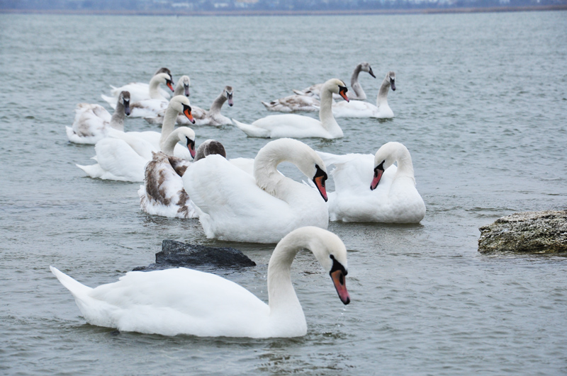 Под Евпаторией зимуют лебеди