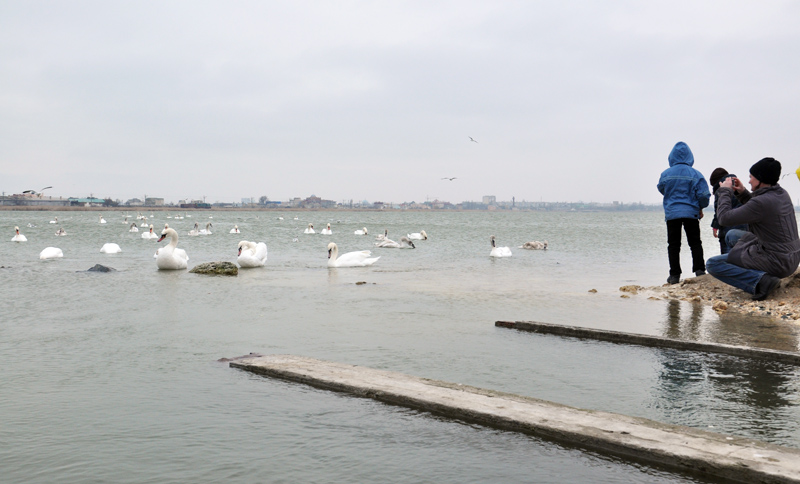 Под Евпаторией зимуют лебеди