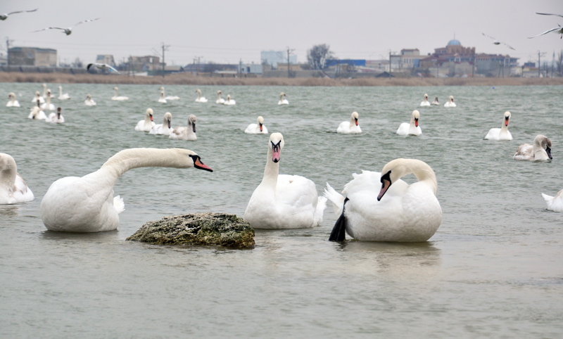 Под Евпаторией зимуют лебеди