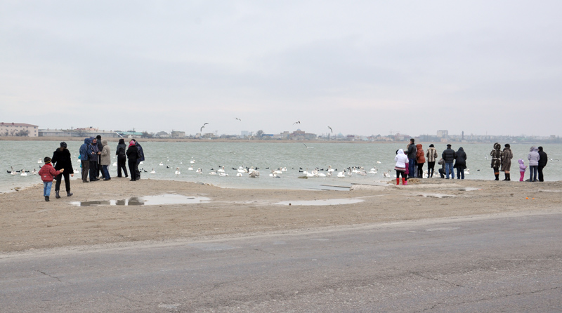 Под Евпаторией зимуют лебеди