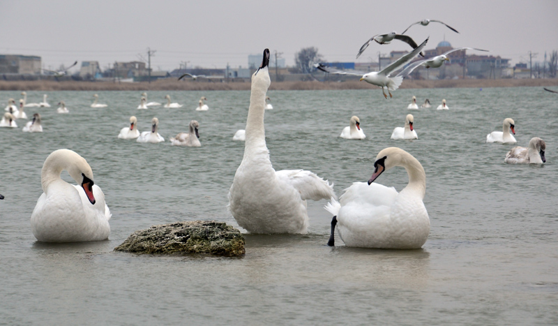 Под Евпаторией зимуют лебеди