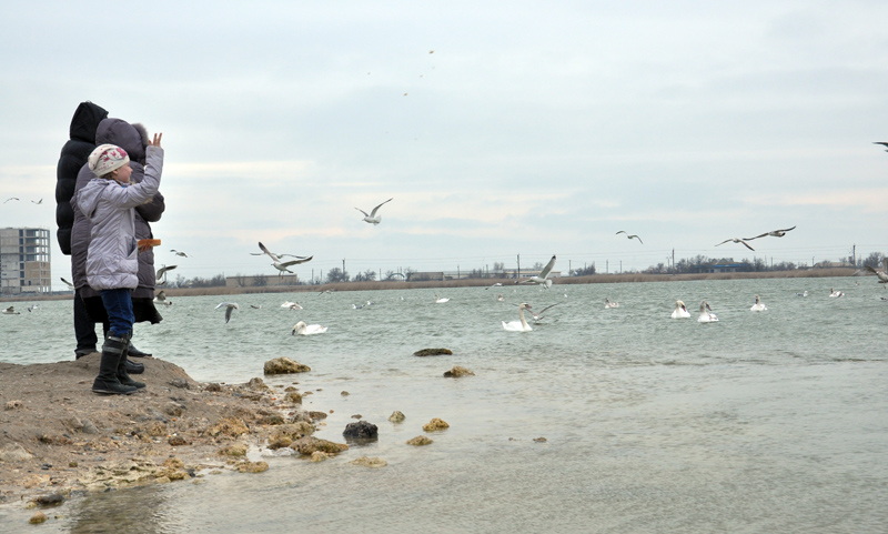 Под Евпаторией зимуют лебеди