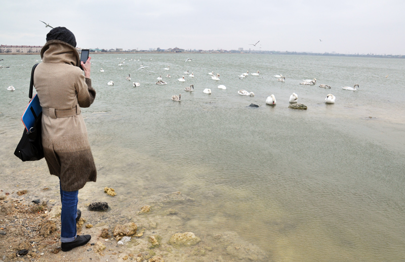 Под Евпаторией зимуют лебеди