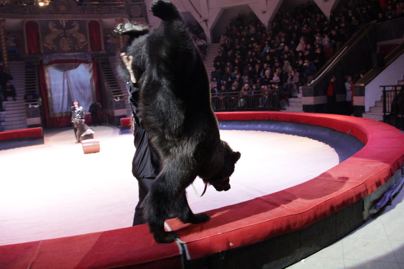 Киевский цирк привез в Симферополь динозавров и льва Папы Римского