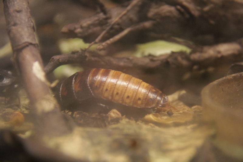 Киевский цирк привез в Симферополь динозавров и льва Папы Римского