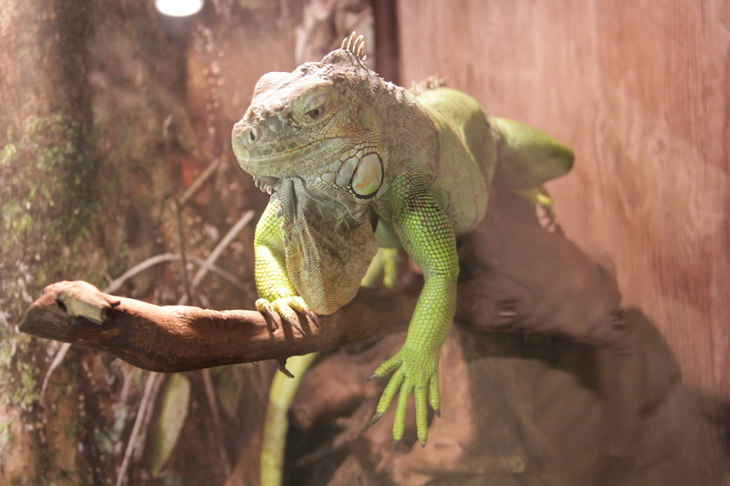 Киевский цирк привез в Симферополь динозавров и льва Папы Римского