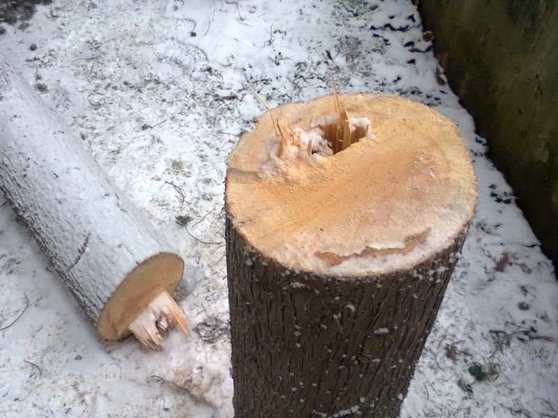 В Алуште отмечены факты незаконной вырубки деревьев