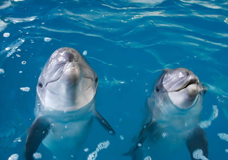 В Ялте состоялась первая в Украине свадьба дельфинов