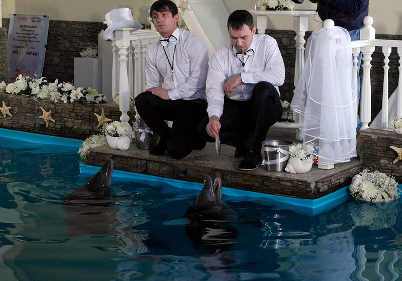 В Ялте состоялась первая в Украине свадьба дельфинов