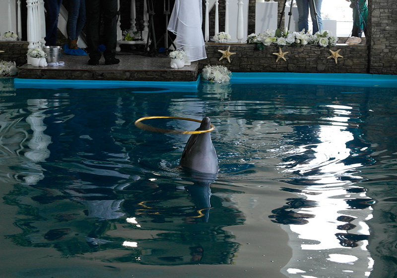 В Ялте состоялась первая в Украине свадьба дельфинов
