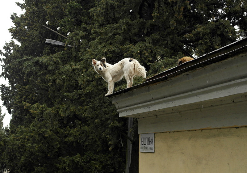Обстановка в Ялте остается стабильной