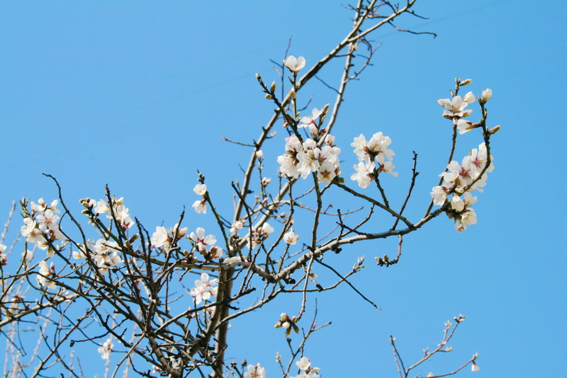 В Симферополе начали цвести деревья