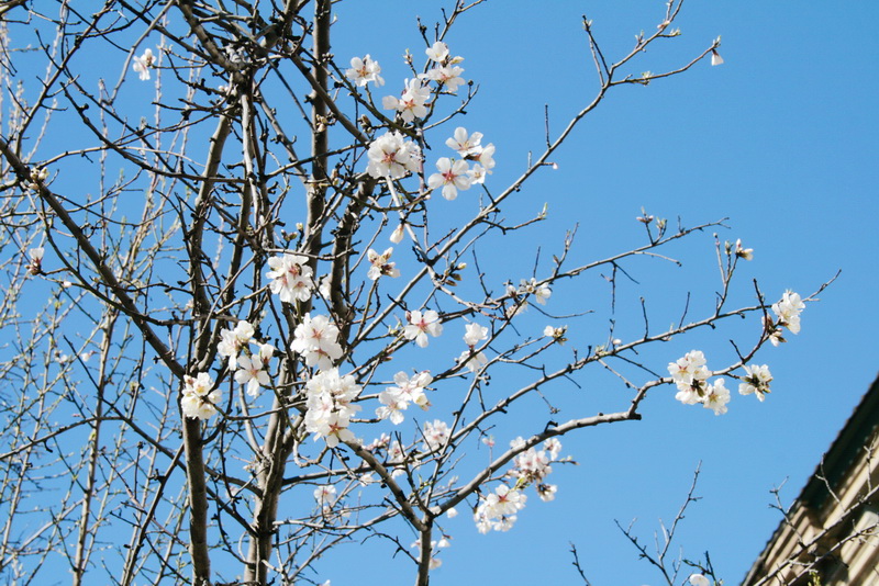 В Симферополе начали цвести деревья