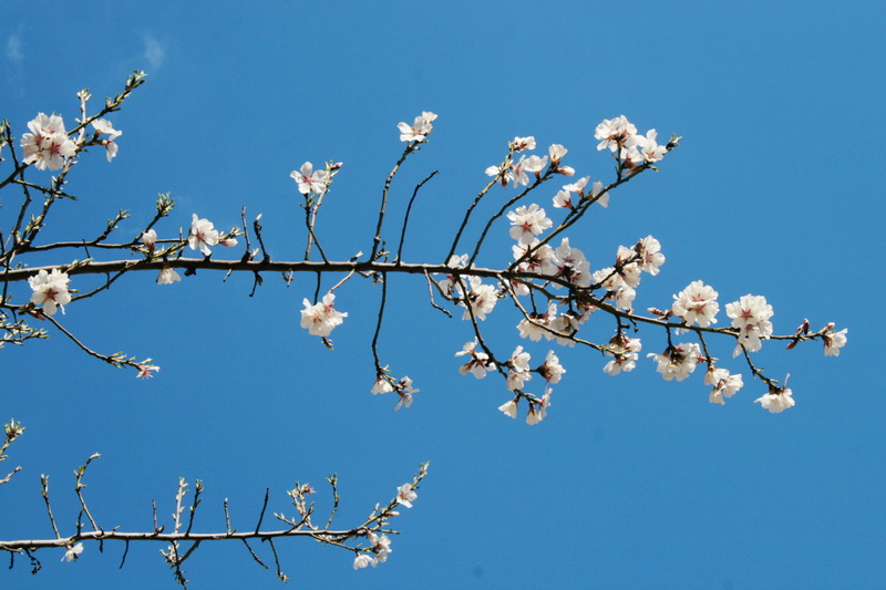 В Симферополе начали цвести деревья