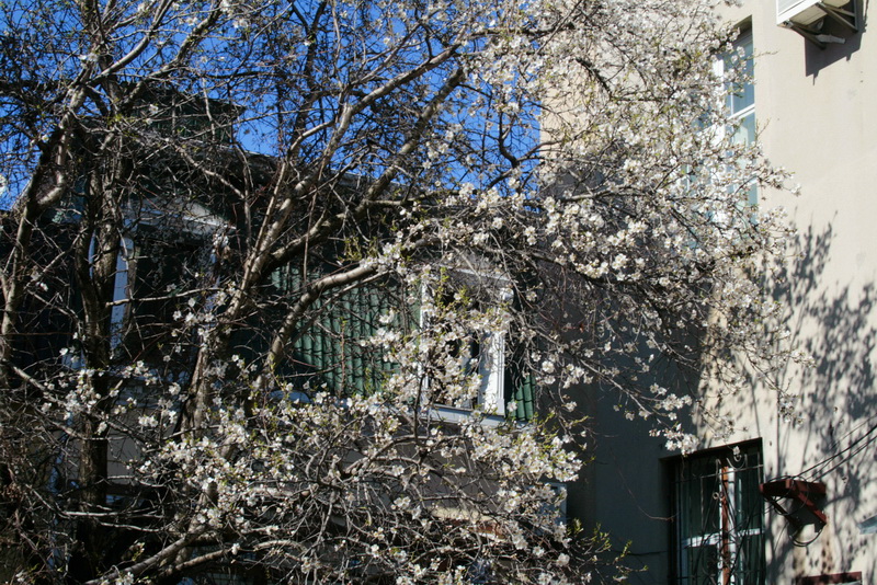 В Симферополе начали цвести деревья