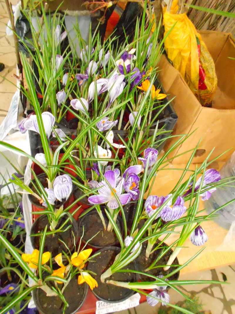 В Алуште открылась выставка «Зеленый мир»