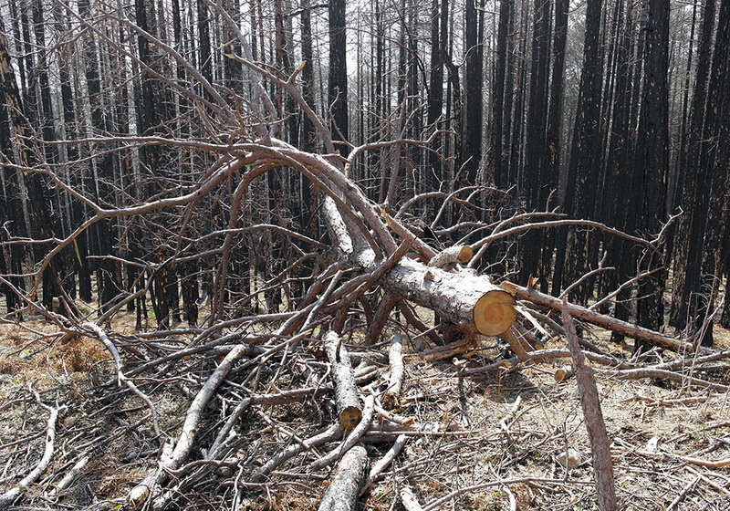 На горельнике Ялтинского заповедника высадили около 300 саженцев