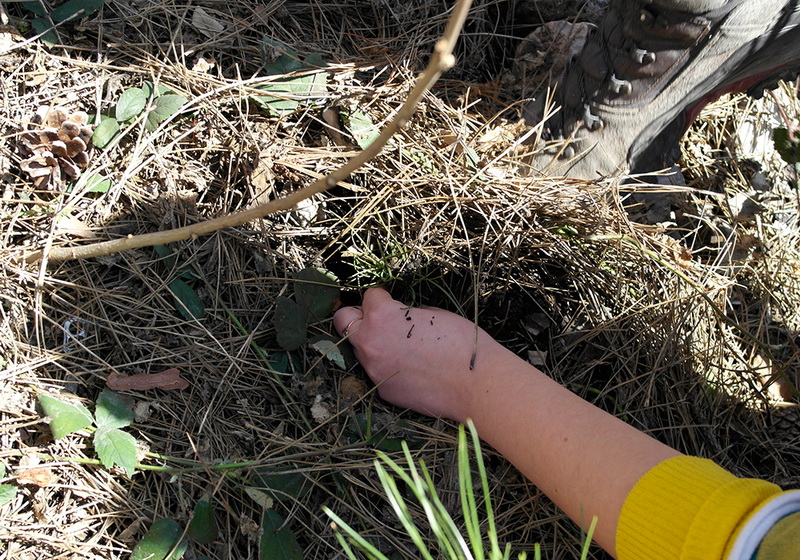 На горельнике Ялтинского заповедника высадили около 300 саженцев