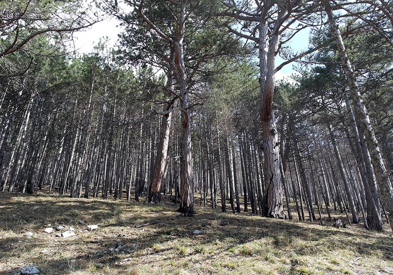На горельнике Ялтинского заповедника высадили около 300 саженцев