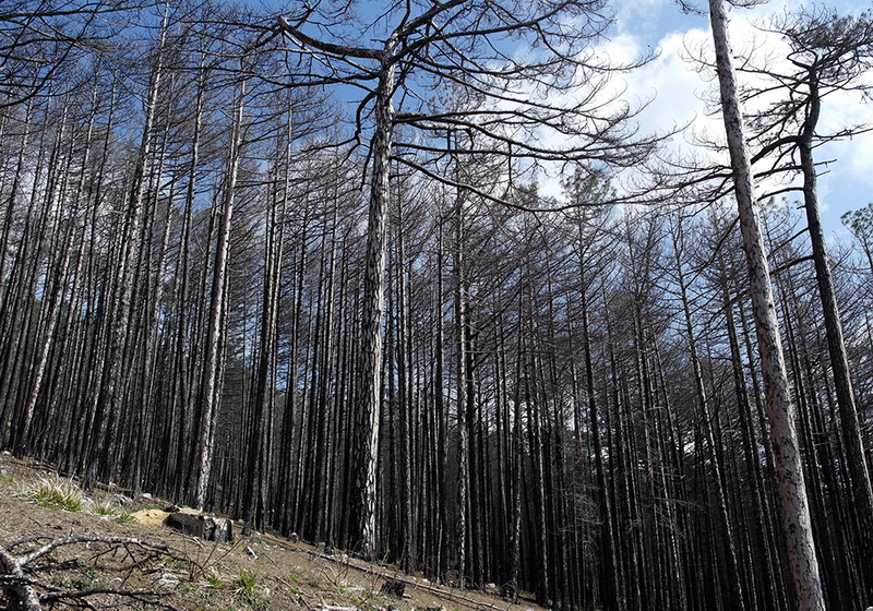 На горельнике Ялтинского заповедника высадили около 300 саженцев