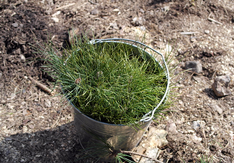 На горельнике Ялтинского заповедника высадили около 300 саженцев