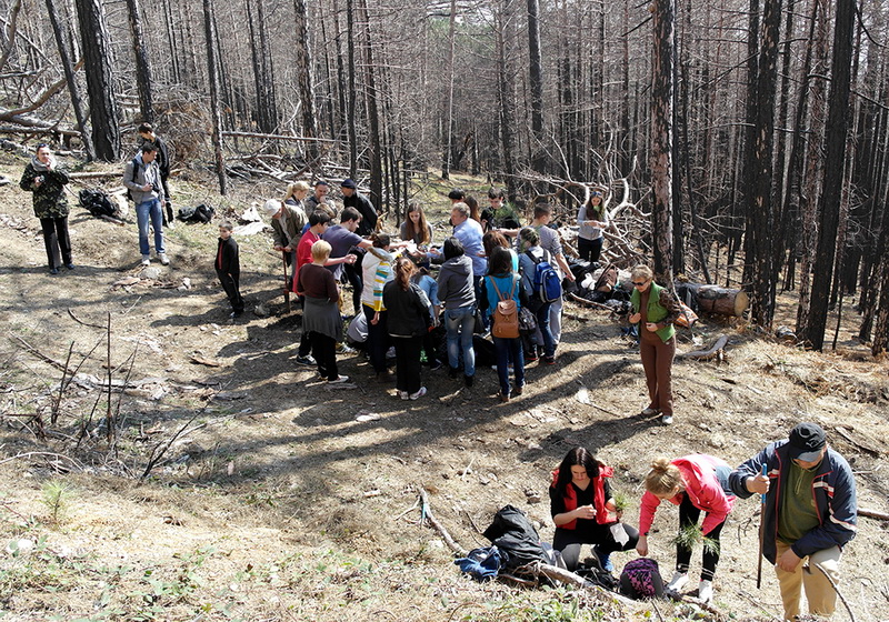 На горельнике Ялтинского заповедника высадили около 300 саженцев
