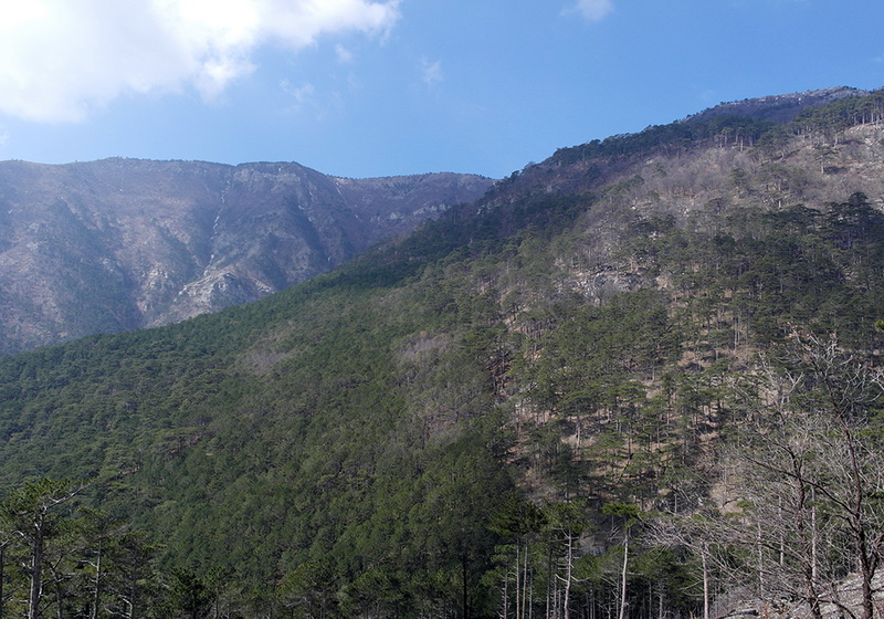 На горельнике Ялтинского заповедника высадили около 300 саженцев