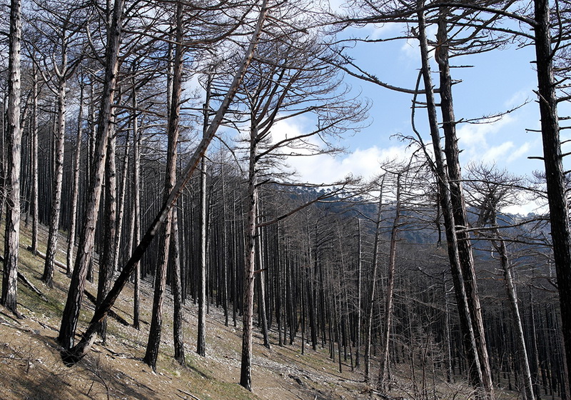 На горельнике Ялтинского заповедника высадили около 300 саженцев