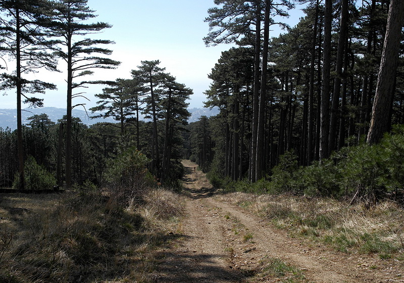 На горельнике Ялтинского заповедника высадили около 300 саженцев