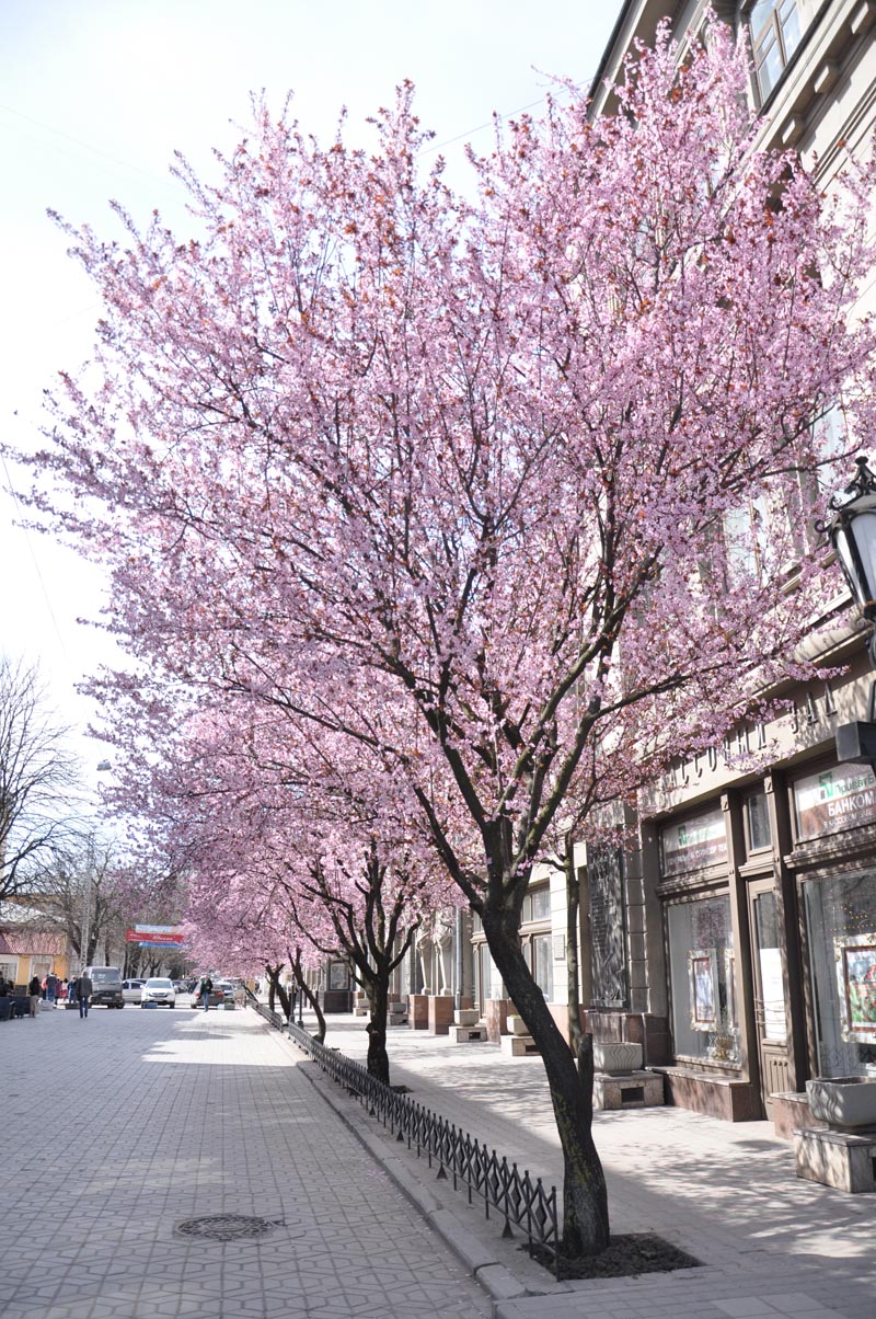 В центре Симферополя зацвела слива