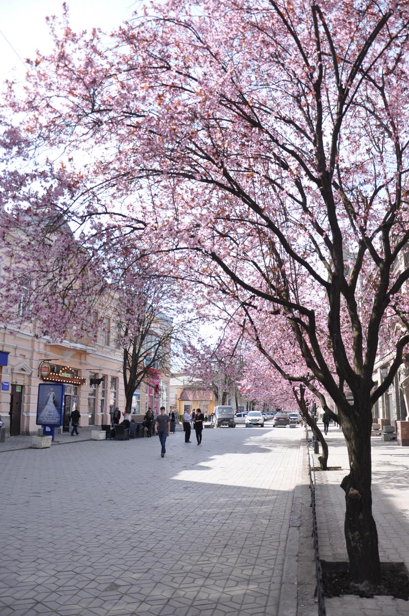 В центре Симферополя зацвела слива