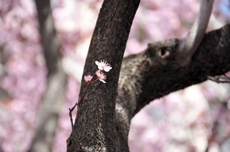 В центре Симферополя зацвела слива