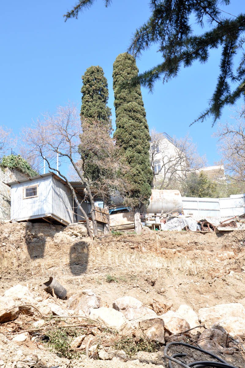 На ЮБК уничтожаются краснокнижные деревья